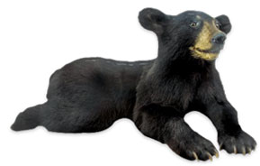 Black Bear Animation