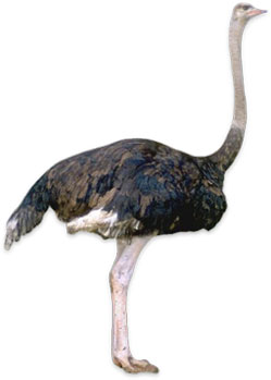 Animated Ostrich