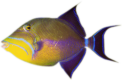 fish clip art animation - photo #47