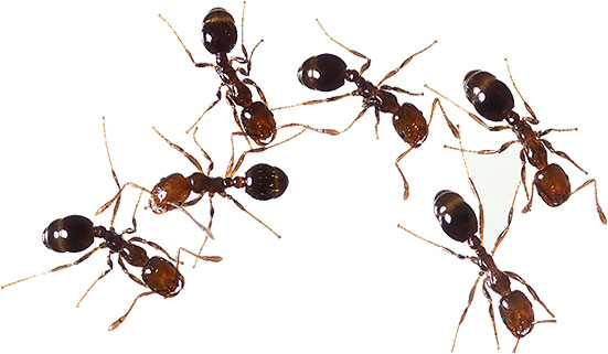 fire ant clipart - photo #11