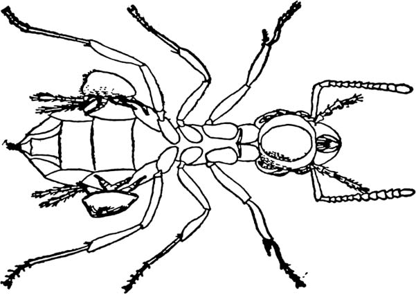 clipart insects black and white - photo #32