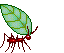 leaf-cutter-ant-animated.gif