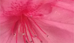 pink flower