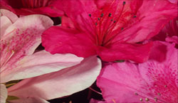 flowers purple and pink