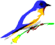 blue bird