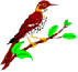 bird on limb clipart