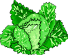cabbage clipart image