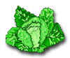 Cabbage Graphics