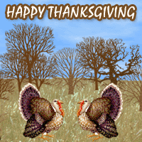 happy thanksgiving - turkeys